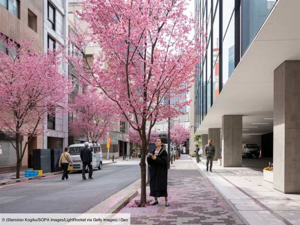 À Tokyo, touristes et locaux admirent la beauté des cerisiers en fleurs