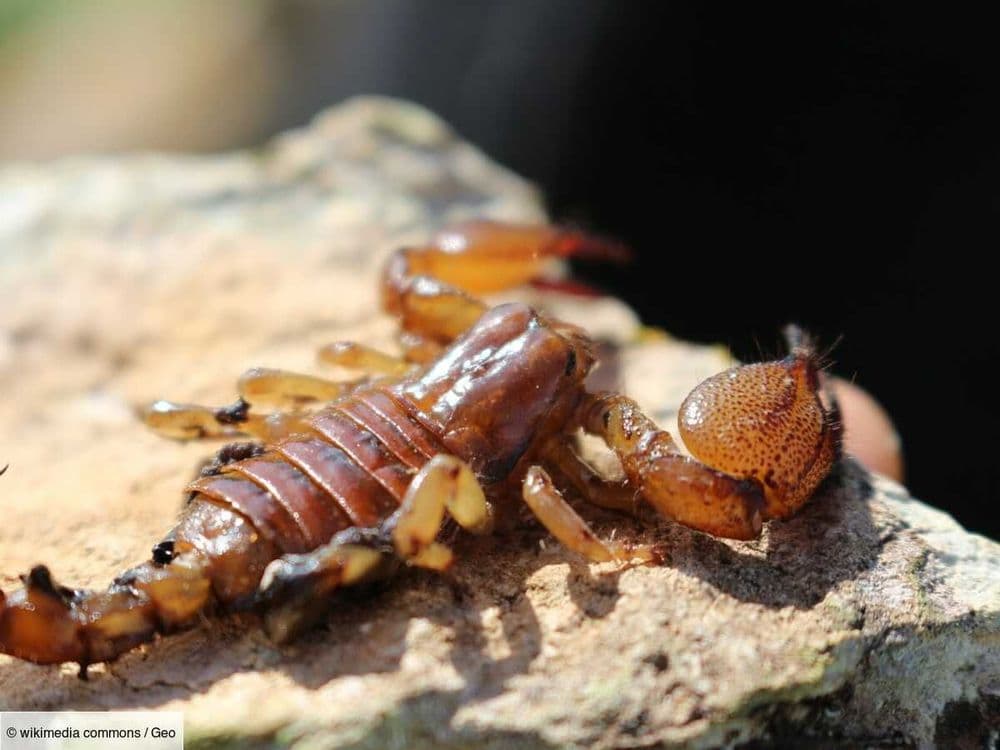 Une explosion de scorpions transforme les villes brésiliennes en piège venimeux