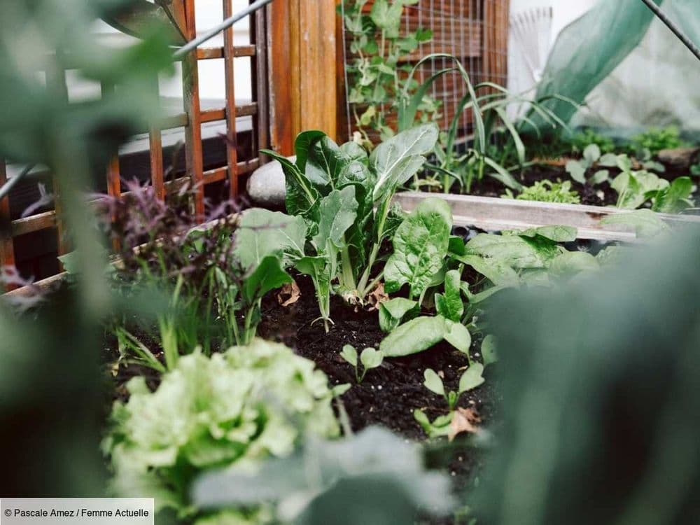 Cette plante qui fleurit nos jardinières en été est idéale pour éloigner les moustiques !