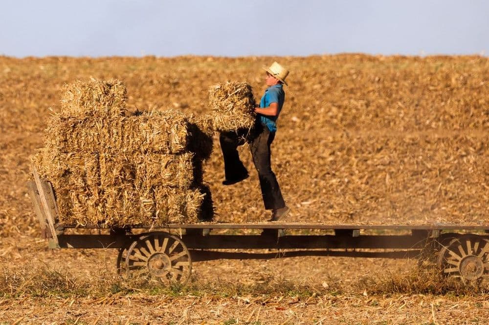 Dans les fermes amish de Pennsylvanie, l'élection travaille les esprits