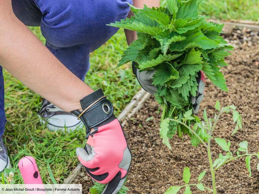 Quels sont les bienfaits de l'ortie au jardin ?