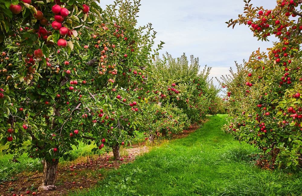 Voici pourquoi vous ne devriez plus laisser vos fruits au pied des arbres