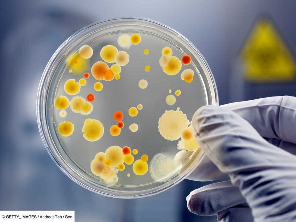 Une menace invisible ? La création de "bactéries miroir" soulève de graves inquiétudes pour notre santé et les écosystèmes