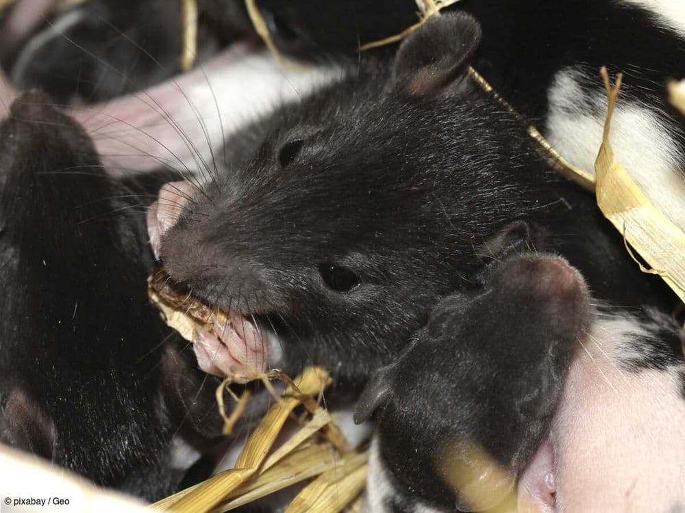 "Ils sont tous défoncés" : quand des rats mangent la marijuana de la salle des preuves de la police de la Nouvelle-Orléans