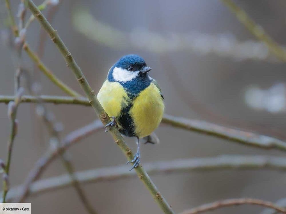 Oiseaux des jardins en péril: comptez-les près de chez vous les 24 et 25 mai