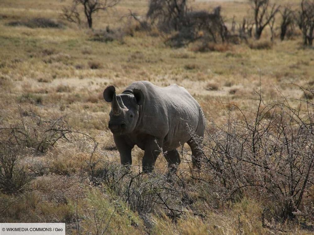 L'Œil de GEO: un face-à-face entre lion et rhinocéros aurait pu virer au cauchemar