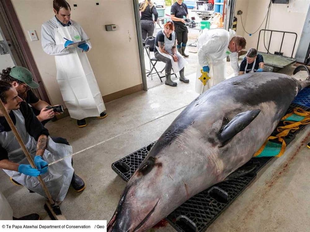 L'Œil de GEO: une rarissime baleine à bec de Travers, retrouvée échouée, possède 9 estomacs