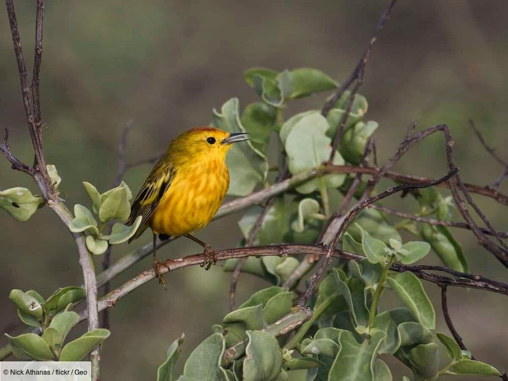 Certains oiseaux des Galápagos sont "fous de rage", et les scientifiques savent désormais pourquoi