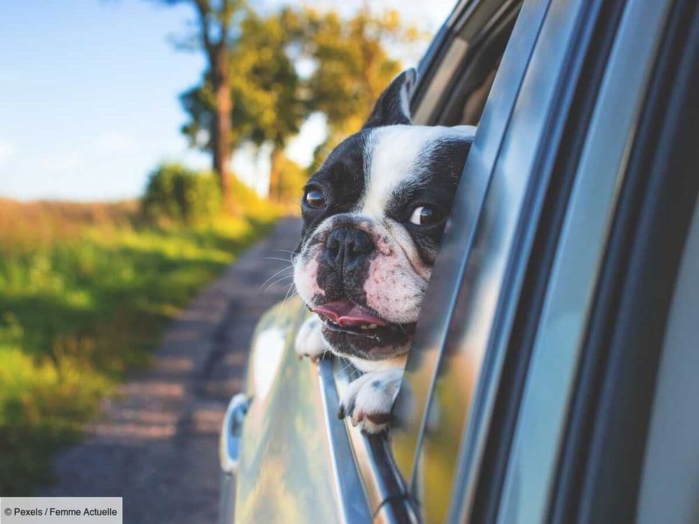 Comment éviter le mal des transports chez le chien ? Les conseils d'un vétérinaire