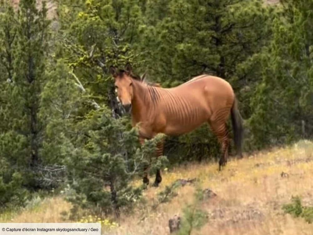 L'incroyable histoire de Pete le zorse, animal né d'un croisement entre un cheval et un zèbre