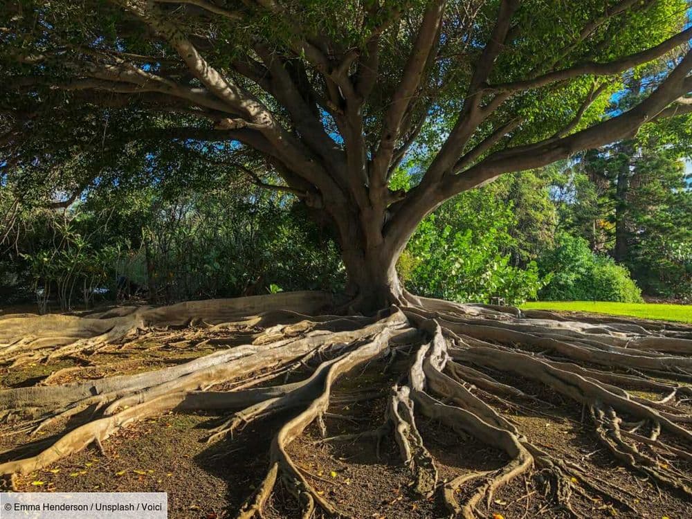 Arbre de vie : quel est ce symbole puissant qui pourra vous porter chance ?