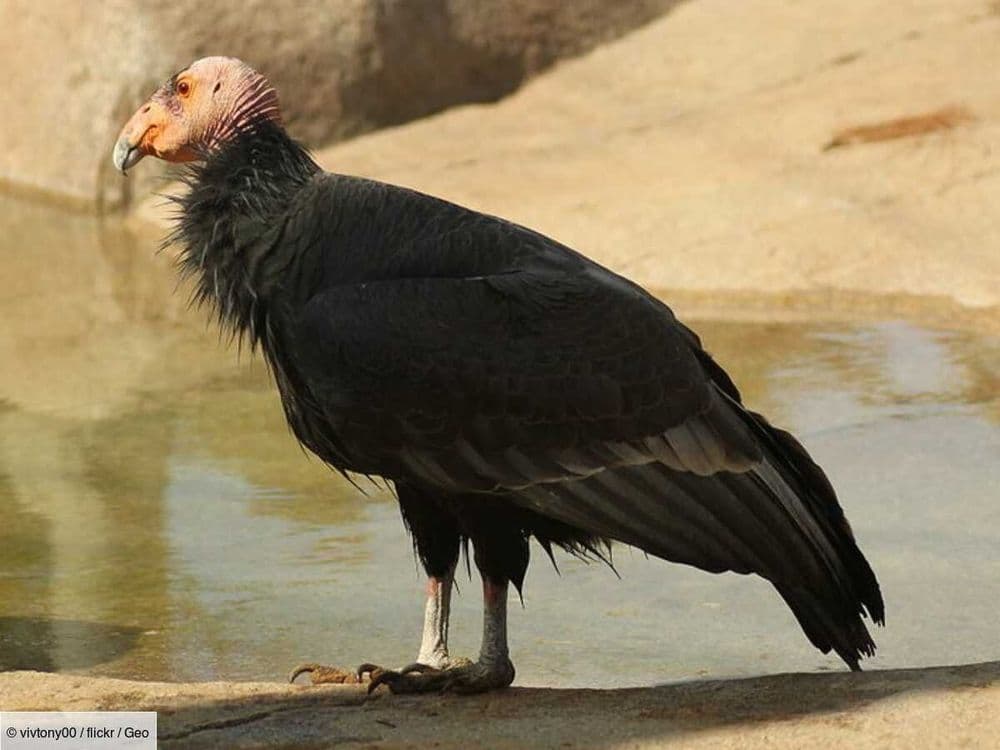 L'un des oiseaux les plus rares des États-Unis abattu, la police demande l'aide du public pour arrêter les coupables