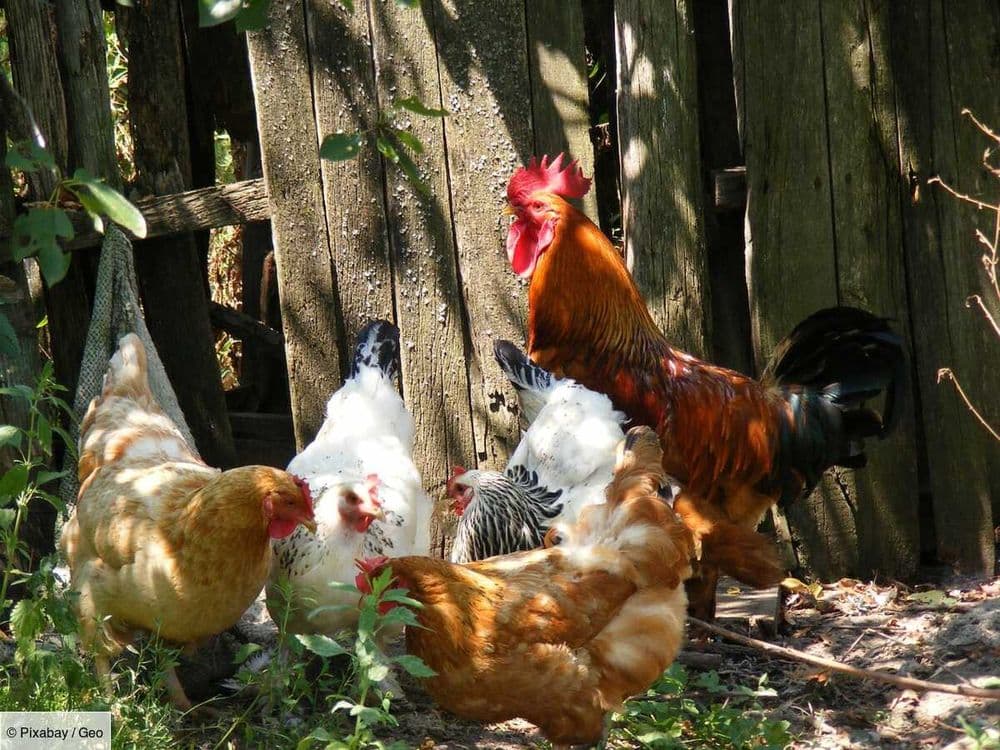 Cocott'arium, des poules pondeuses à la sortie du métro ?
