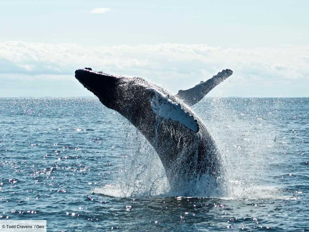 Sur une plage danoise, ce qu'ils prenaient pour un serpent était en fait un pénis de baleine