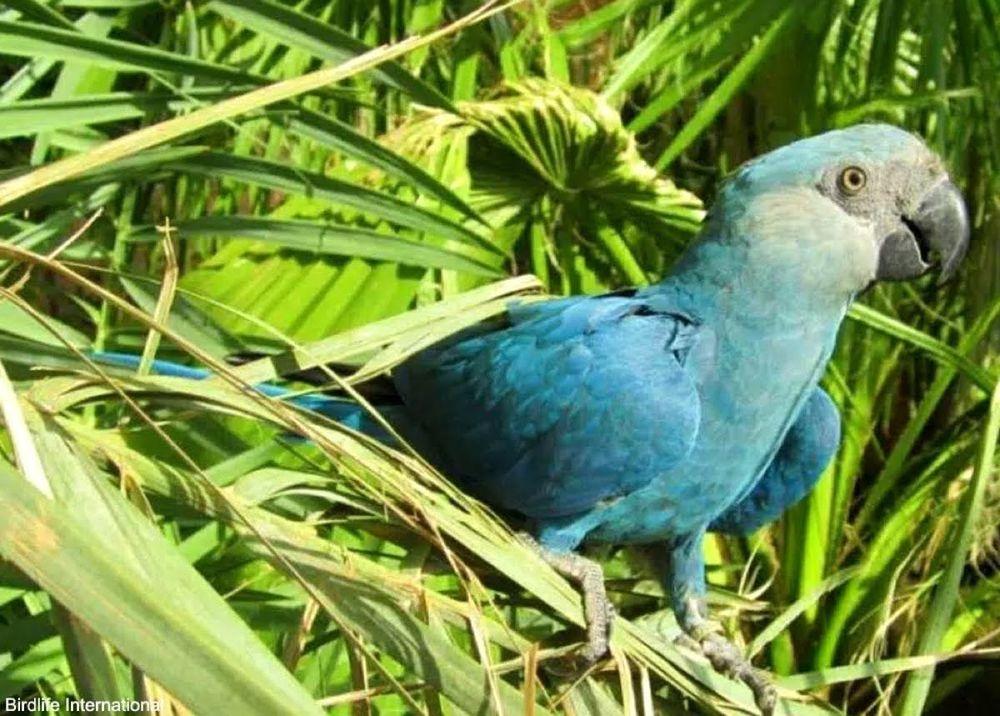 Des Aras de Spix, l’oiseau de dessin animé Rio, sont nés dans la nature, vingt ans après la disparition de l’espèce à l’état sauvage