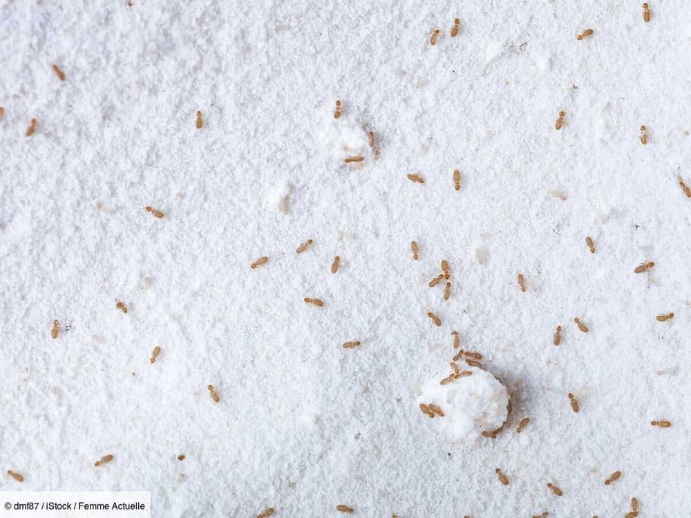 Poux du livre : attention, ces insectes peuvent faire des ravages dans vos bibliothèques, voici comment s'en débarrasser