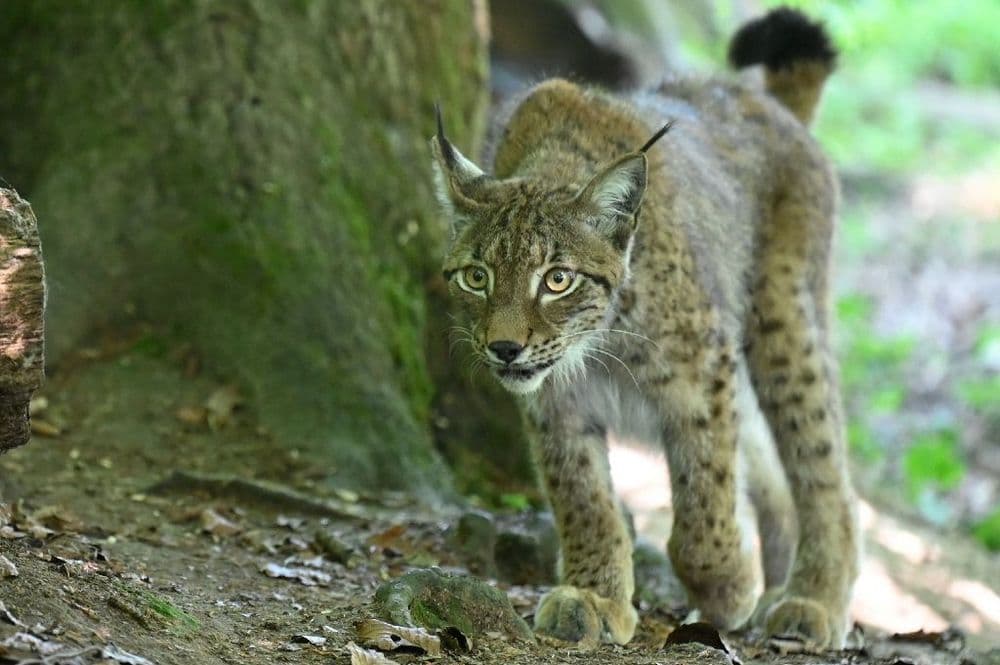 "Attention lynx!": des panneaux contre le fléau des collisions mortelles