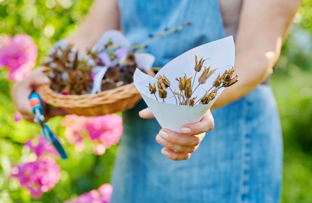 Quand et comment récolter les graines de fleurs ?