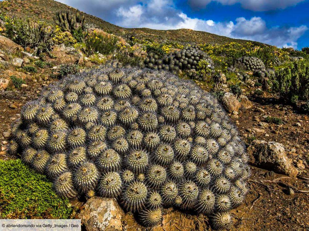 Le trafic de succulentes pousse vers l'extinction des cactus endémiques du désert d’Atacama