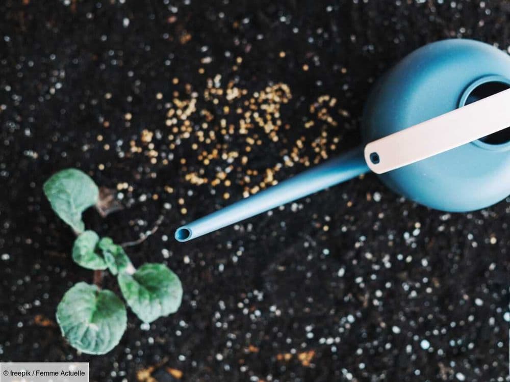 Engrais, amendement, terreau : quelle utilisation sur mes plantes au jardin ?