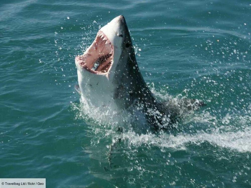 Australie: la jambe d'un surfeur s'échoue après une attaque de requin, des médecins tentent de la lui refixer