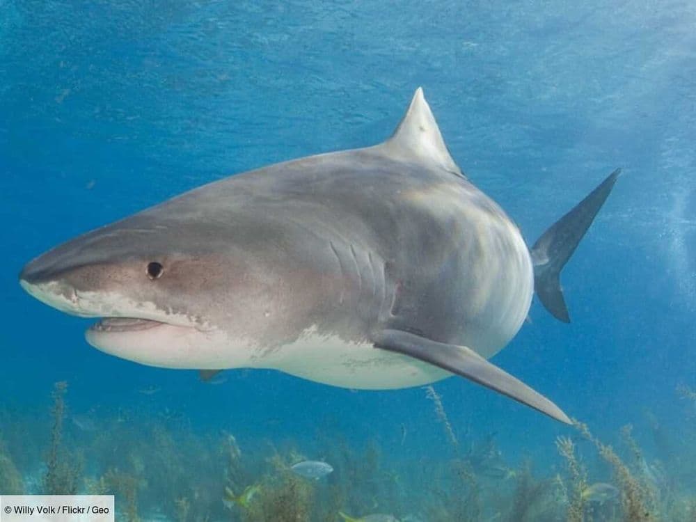 En Australie, un requin-tigre vomit un échidné entier, et sidère les scientifiques