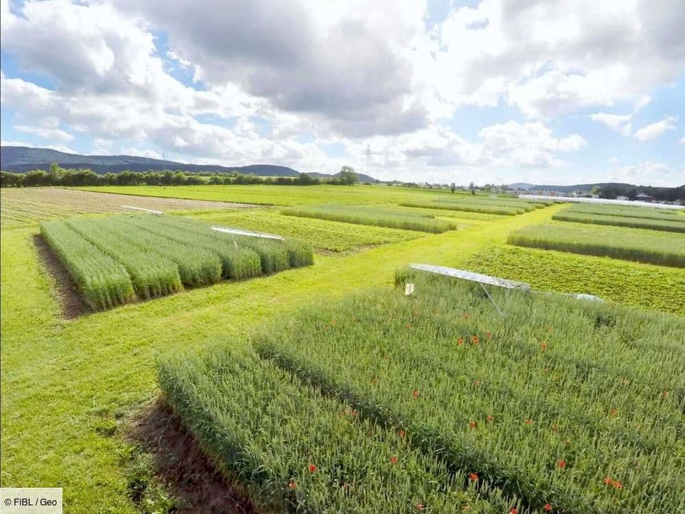 Agriculture bio versus conventionnelle: ce que nous apprend la "doyenne" des expériences grandeur nature