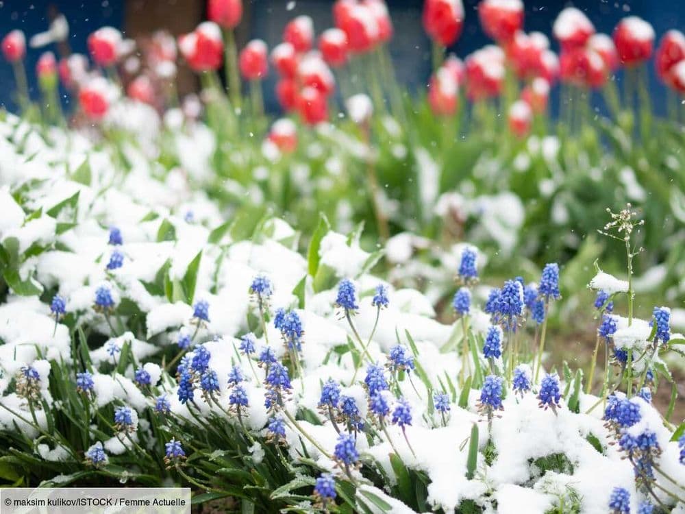 Quelles plantes résistent le mieux au froid ?