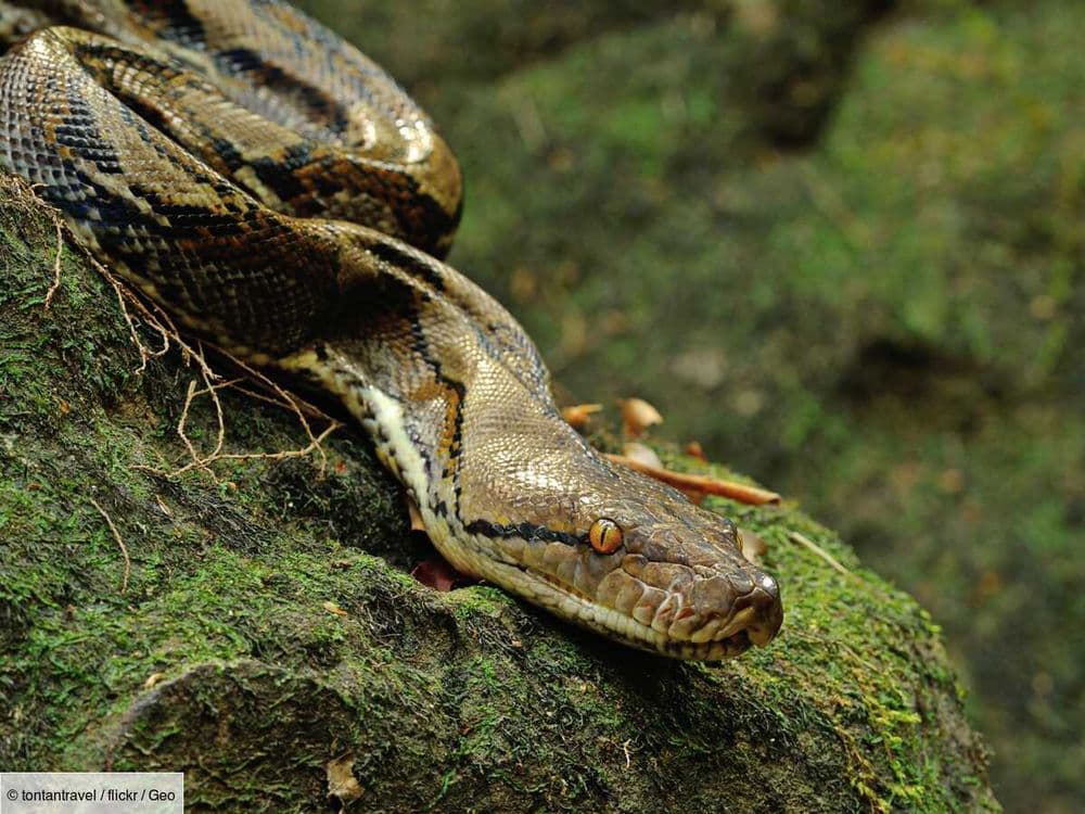 En Indonésie, une femme portée disparue finalement retrouvée, dévorée vivante par un python géant