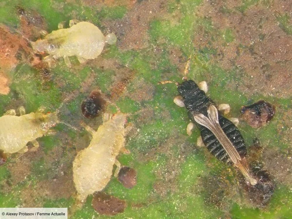 Bêtes d'orage : comment se débarrasser de ces bestioles qui prolifèrent en été