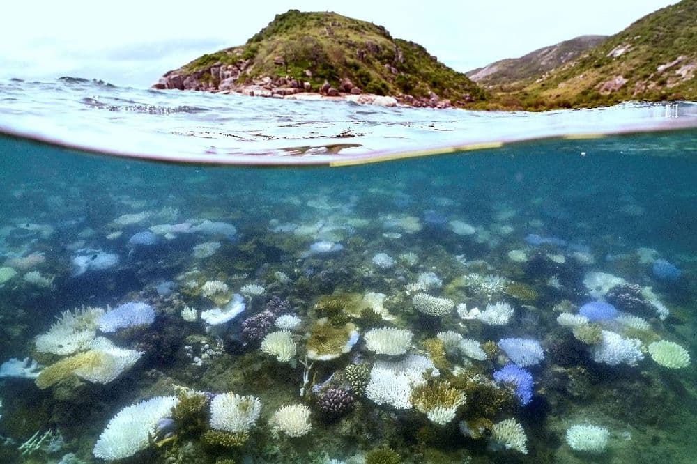 Grande Barrière de corail: la température de l'eau à son plus haut depuis 400 ans, selon une étude