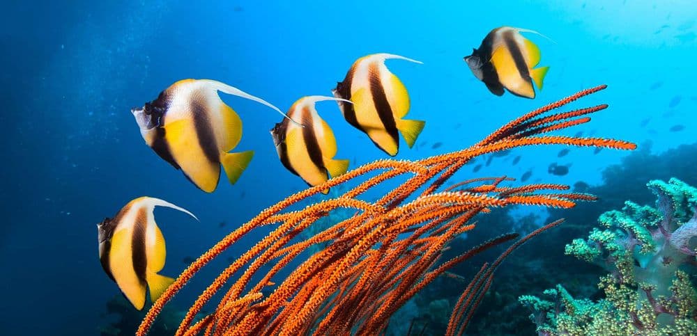 La Grande Barrière de corail subit son 5e « blanchissement massif » en 8 ans !