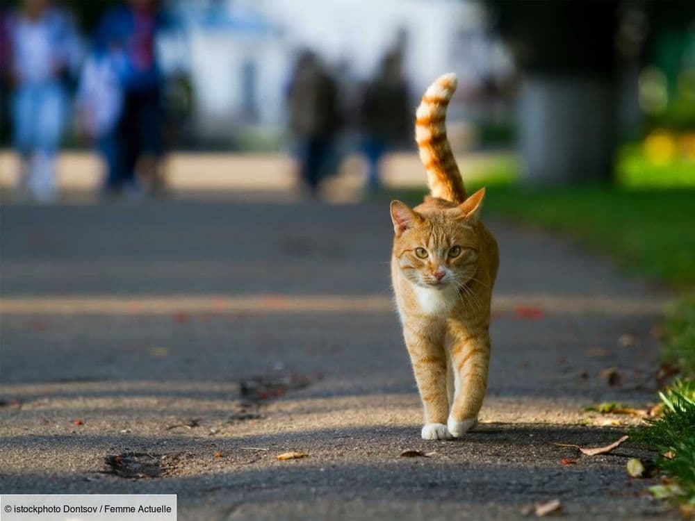 Peut-on donner à manger aux chats errants ?