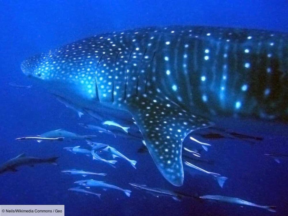En Australie, où observer le requin-baleine sans le déranger