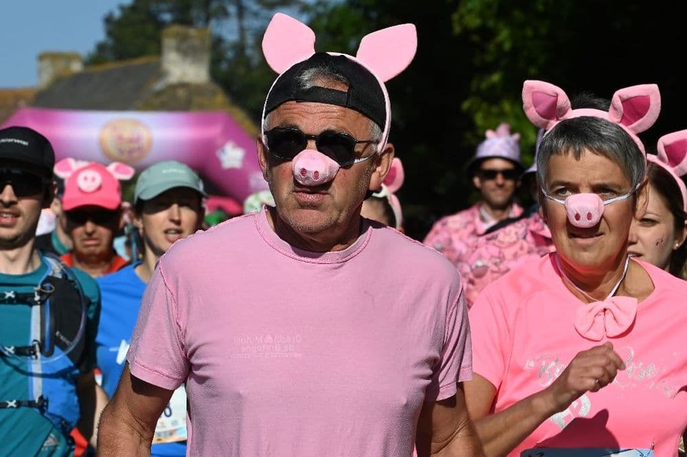En Bretagne, une course pour valoriser le cochon, sans faire taire les polémiques