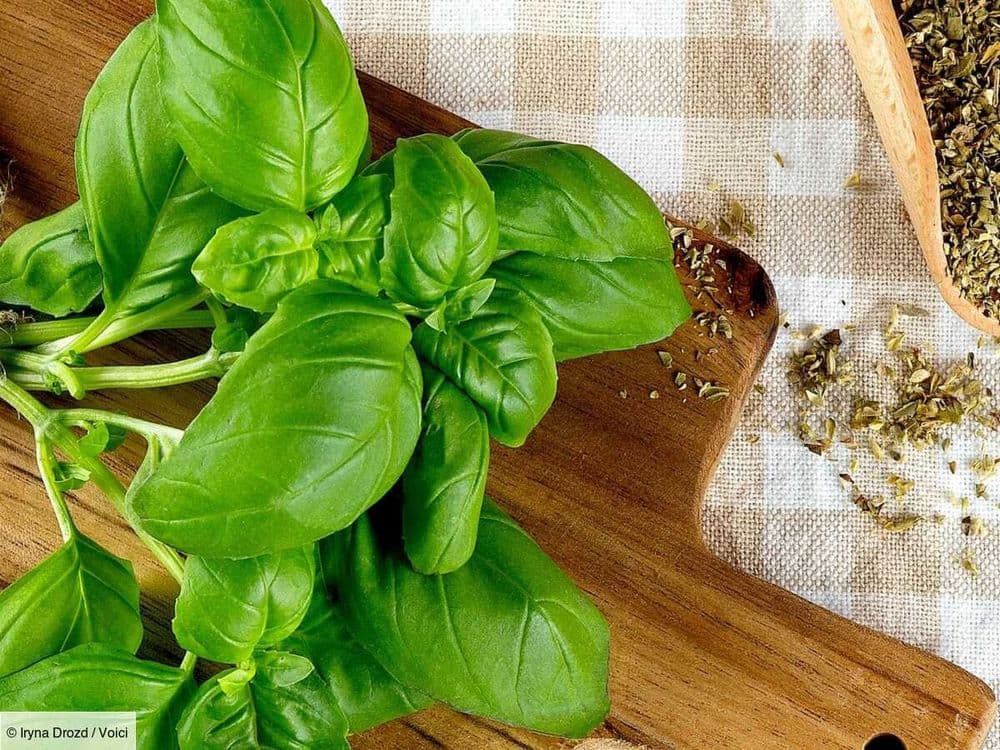 Basilic : digestion, glycémie, stress… découvrez les bienfaits de cette herbe aromatique