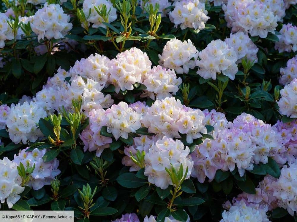 Quand planter des rhododendrons ?