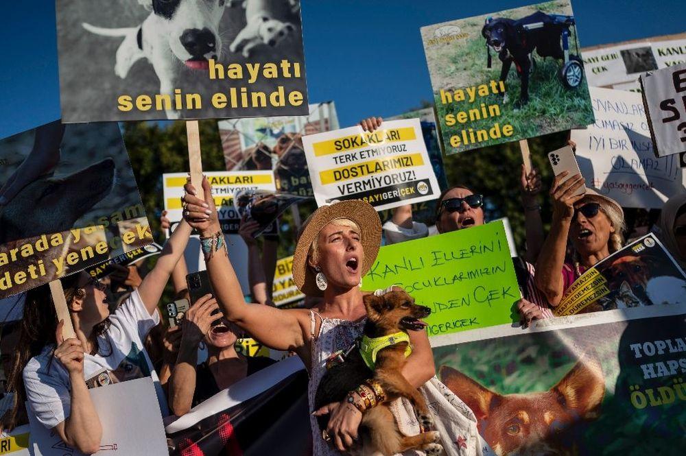 Turquie: l'Assemblée adopte une disposition controversée sur l'euthanasie des chiens errants