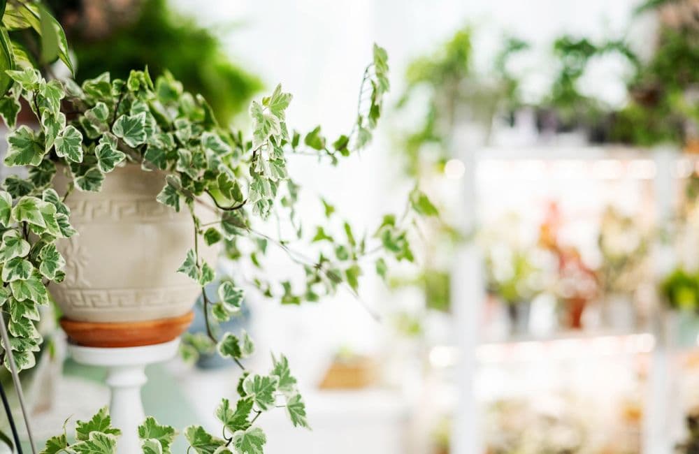 Comment cultiver le lierre au jardin et dans la maison ?