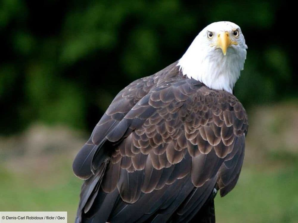 Aux États-Unis, un pygargue à tête blanche "blessé" avait en fait les yeux (beaucoup) plus gros que le ventre