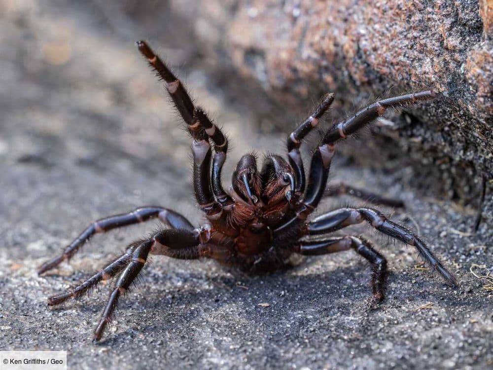 Pourquoi un zoo australien appelle-t-il les citoyens à capturer des araignées mortelles?