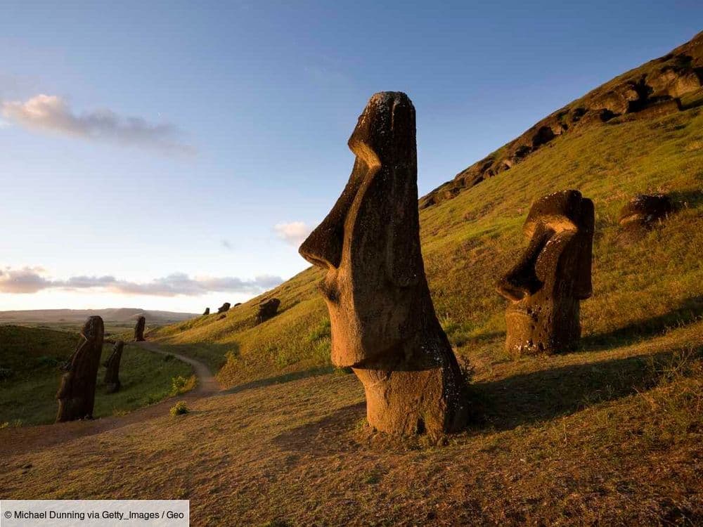 L'arbre disparu de l'île de Pâques pousse de nouveau sur son territoire d'origine