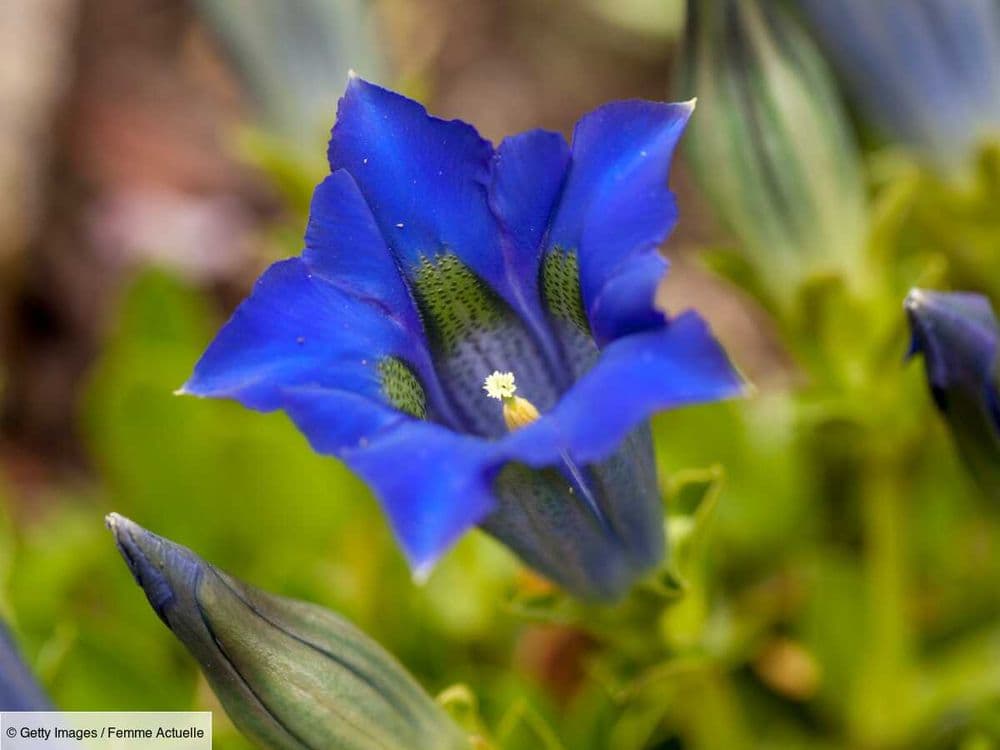 6 plantes sauvages de montagne à faire pousser chez soi