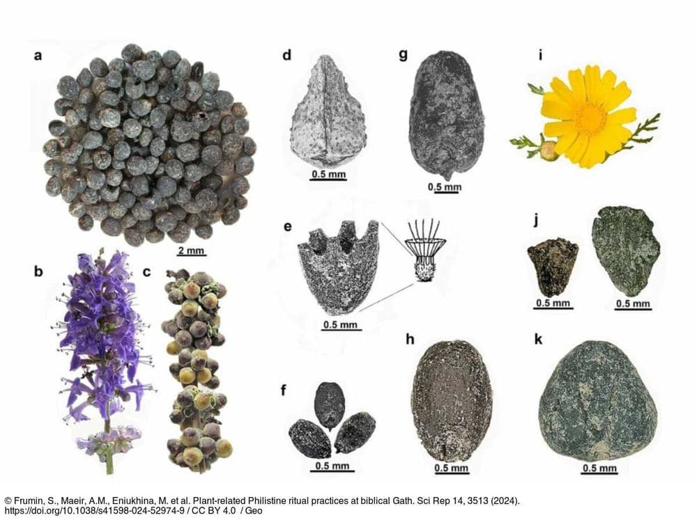 Les mystérieux cultes des Philistins révélés à travers les plantes psychédéliques retrouvées dans leurs temples antiques
