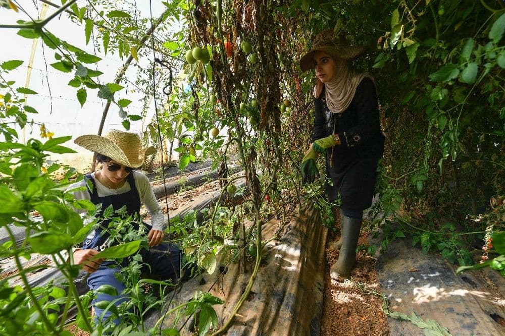 En Algérie, dans un milieu d'hommes, deux pionnières de l'agriculture bio