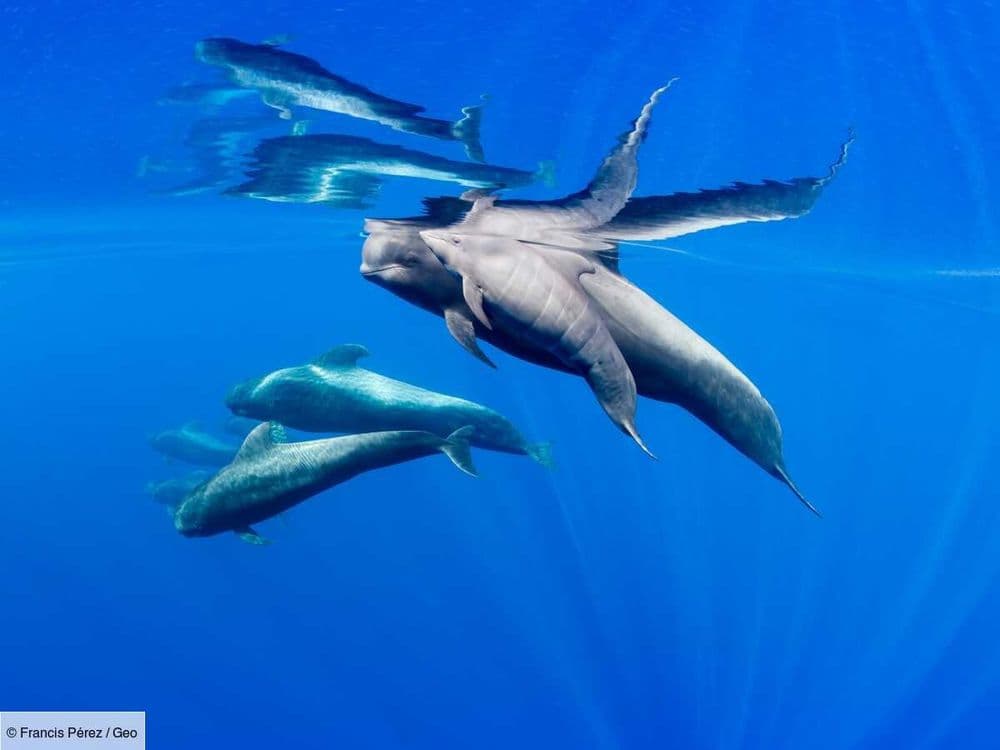 Connaissez-vous le globicéphale tropical, l'une des seules espèces animales à vivre la ménopause ?