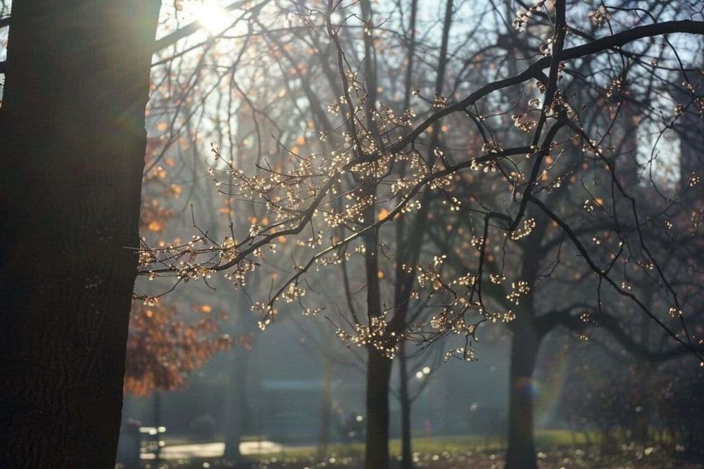 Météo et science : quand arrive le printemps 2025 ?