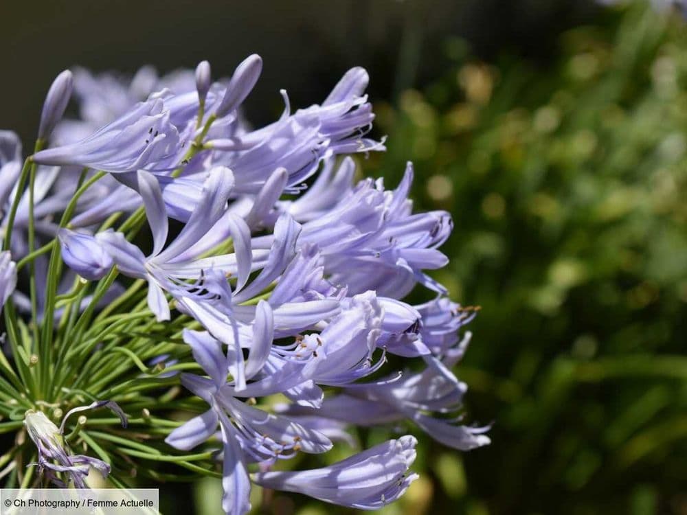 Comment préserver les agapanthes l’hiver ?