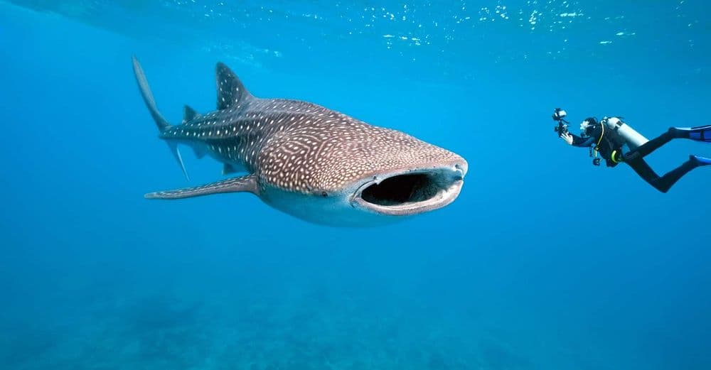 Quel est le plus grand poisson vivant ?