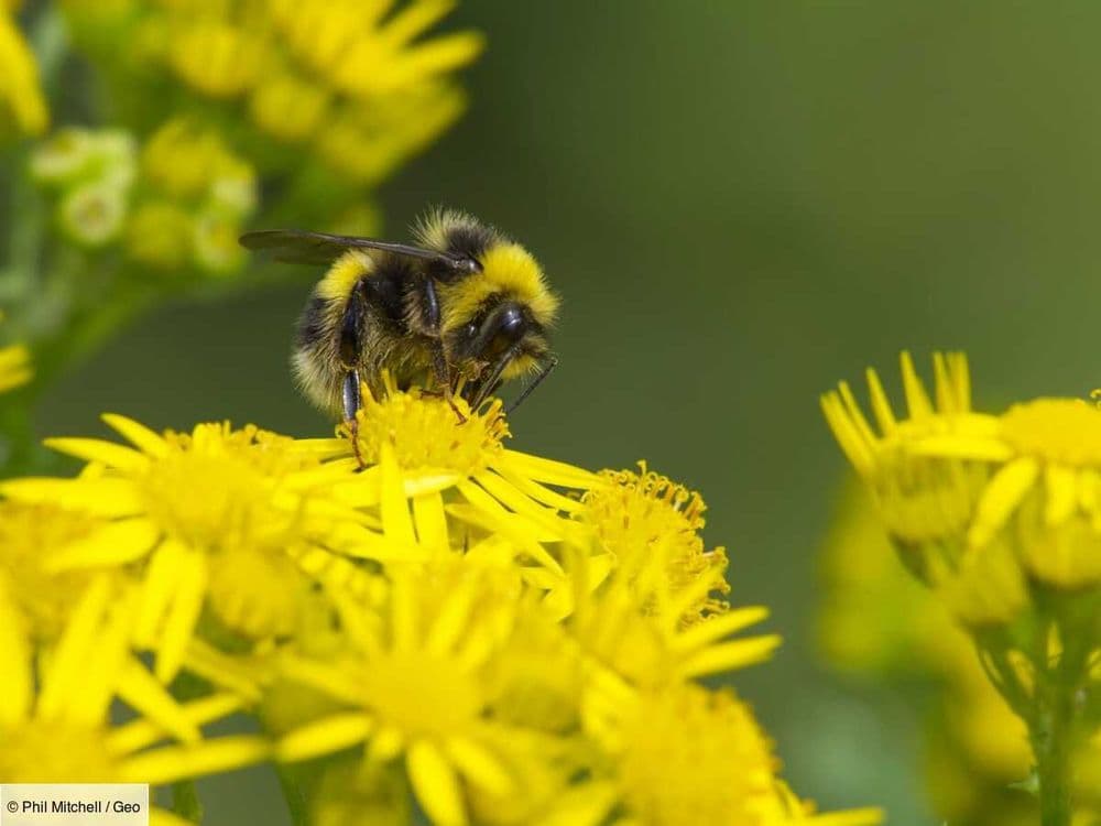 Les pesticides mettent en danger 70 % des espèces d’abeilles sauvages dans le monde, selon une étude